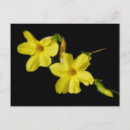 Suche nach jasmin postkarten Blume