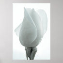 Suche nach weiße rosenknospe Valentinstag