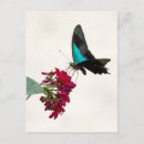 Suche nach papilio postkarten Tiere