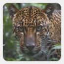 Suche nach jaguar aufkleber Katze