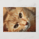 Suche nach pets postkarten Orange