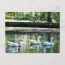 Suche nach gänse postkarten Vögel