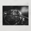 Suche nach frosch foto postkarten Natur