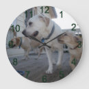 Recherche de chien labrador horloges Chiot