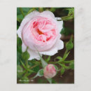 Recherche de sceptre cartes postales Fleur