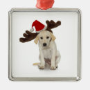 Suche nach ohren ornamente Tiere