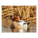 Recherche de eurasien posters Faune