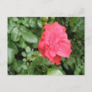 Suche nach rosa wilde blume postkarten Schön
