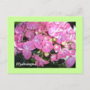 Recherche de hortensia cartes postales Hydrangée