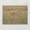 Suche nach freier läufer postkarten Laufen