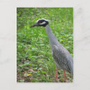 Suche nach strutting Natur
