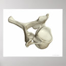 Suche nach vertebrae Arztpraxis