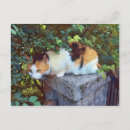 Suche nach einladen accessoires Katze