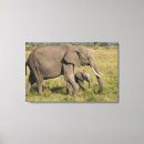 Suche nach afrikanische elefanten leinwandbilder Loxodonta africana