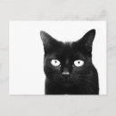 Suche nach katzenaugen postkarten Schwarze katze