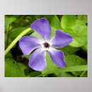 Recherche de nature sauvage posters Violet