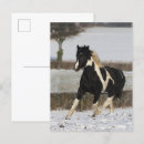 Recherche de cob cartes postales Cheval
