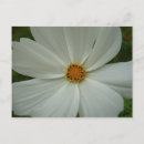 Recherche de fleur cosmo cartes postales Pour tous