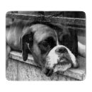 Recherche de formation de chien planches à découper Boxeur