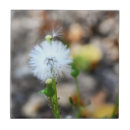 Suche nach dandelion fliesen Natur