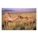 Suche nach mongolei poster Tier