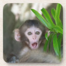Suche nach wilde tiere untersetzer Tierwelt