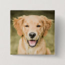 Suche nach goldener welpe buttons Golden retriever