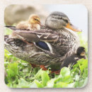 Suche nach stockente untersetzer Enten