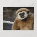 Suche nach gibbon postkarten Primat