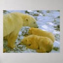 Suche nach polar bear poster Tragen