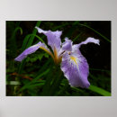 Suche nach lila iris poster Natur