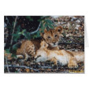 Recherche de toto cartes postales Lion