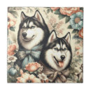 Suche nach sibirischer husky fliesen Welpe