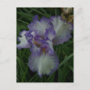 Recherche de poils photographie Iris