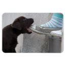Recherche de mange magnets Amis