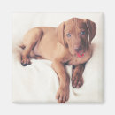 Suche nach vizsla magnete Niedlich
