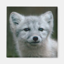 Recherche de pelucheux magnets Nature