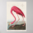 Suche nach john james audubon poster Vogelvogel