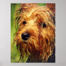 Recherche de yeux de chien posters Dog