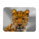 Suche nach leopard magnete Wildkatze