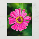 Suche nach zinnia blume postkarten Botanisch
