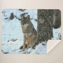 Suche nach kojote decken Wolf