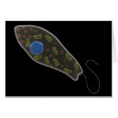 Suche nach mikroben postkarten Zoologie