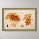Suche nach kopffüßer poster Ozean