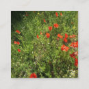 Recherche de coquelicots cartes visite Fleur sauvage