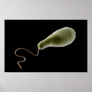 Suche nach organismen poster Wissenschaft