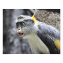 Suche nach amazonas regenwald poster Dschungel
