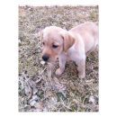 Recherche de labrador retriever art Laboratoire