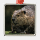 Recherche de castor ornements Faune