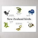 Suche nach new zealand poster Vogelvogel
